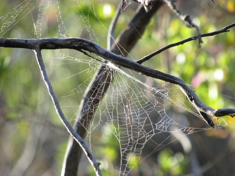 Free stock image of Spider web in trees created by Michiru Maeda