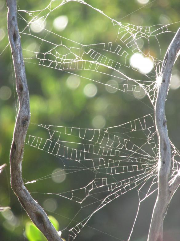 Free stock image of Tattered Spider Web created by Michiru Maeda