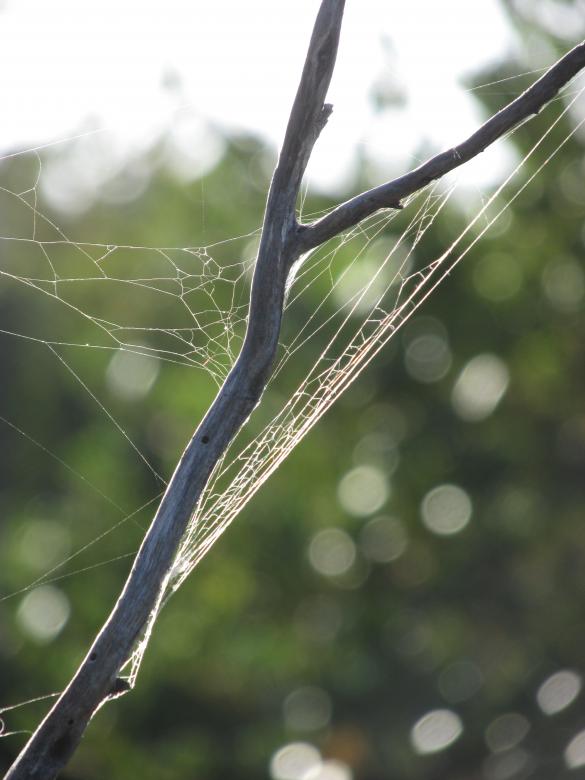 Free stock image of Spider web on branch created by Michiru Maeda