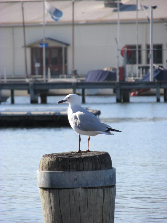 Free stock image of Seagull Standing on Pole created by Michiru Maeda