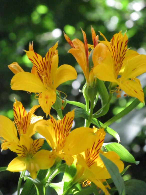 Free stock image of Wild Australian Lilies created by Michiru Maeda