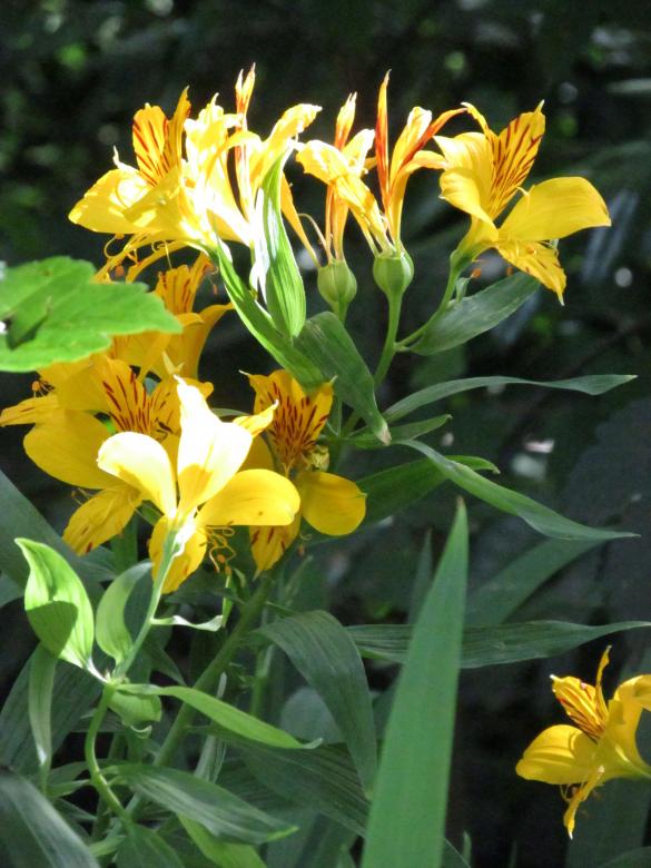 Free stock image of Bright Wild Lilies created by Michiru Maeda