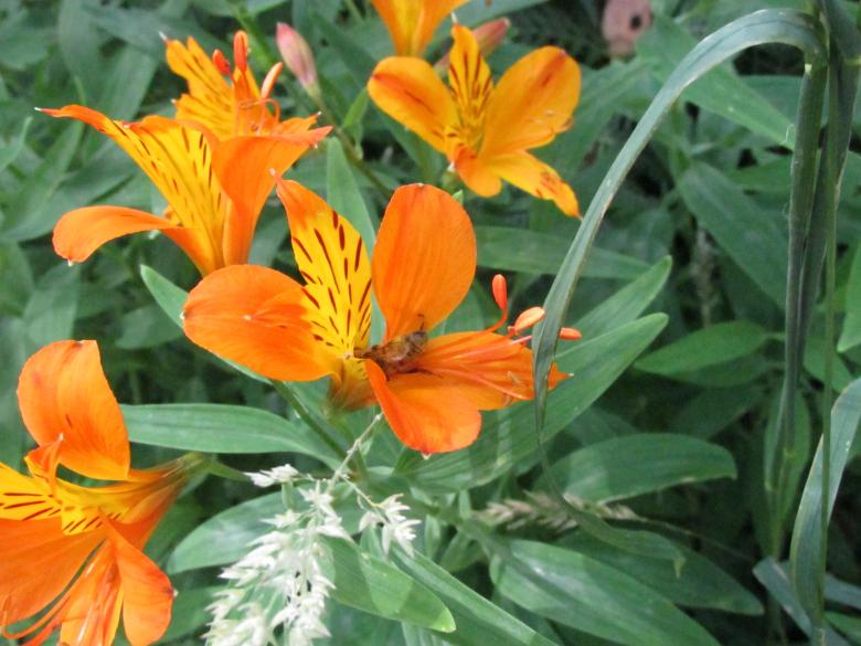 Free stock image of Orange Wild Lilies created by Michiru Maeda
