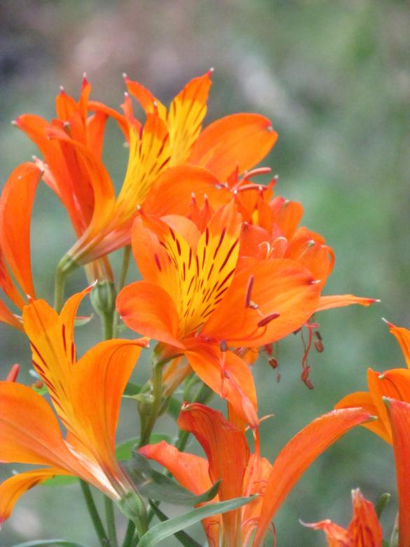 Free stock image of Wild Lilies - Orange Flowers created by Michiru Maeda