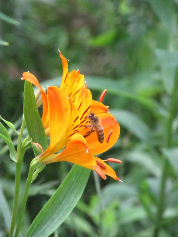 Free stock image of Bee on Wild Lily created by Michiru Maeda