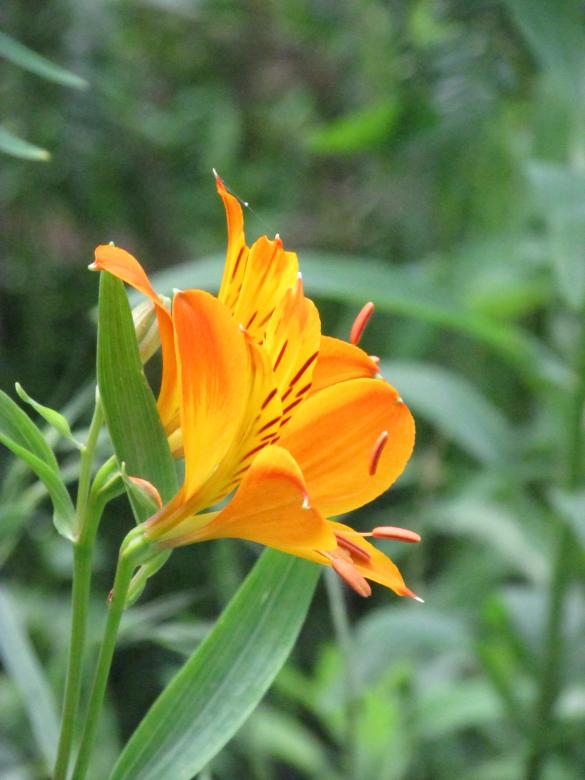 Free stock image of Yellow and Orange Wild Lily created by Michiru Maeda