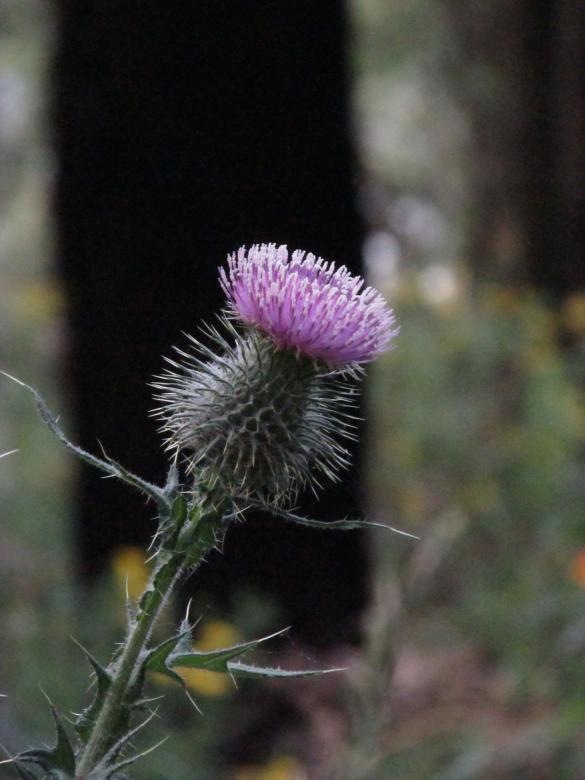 Free stock image of Purple Thistle created by Michiru Maeda