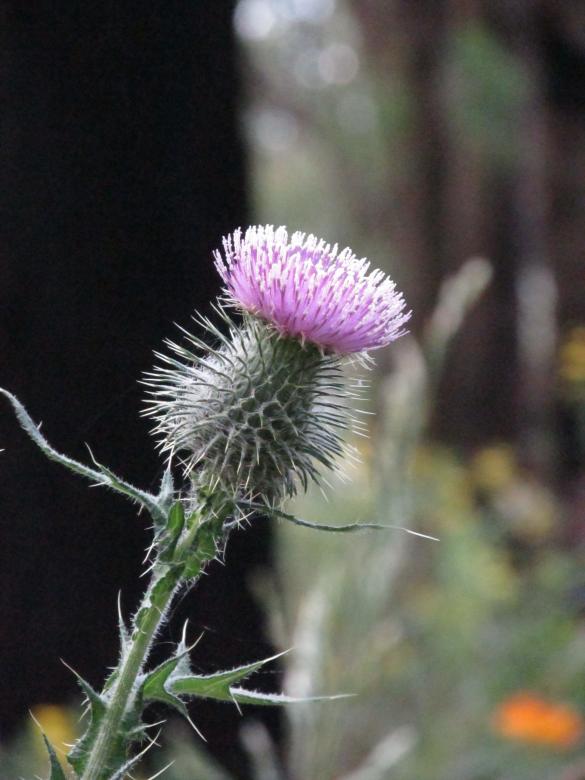 Free stock image of Violet Thistle created by Michiru Maeda
