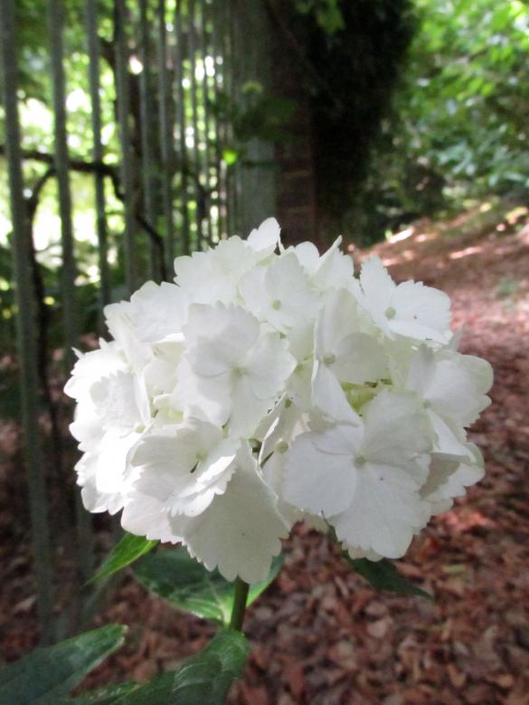 Free stock image of White flowers in woods created by Michiru Maeda