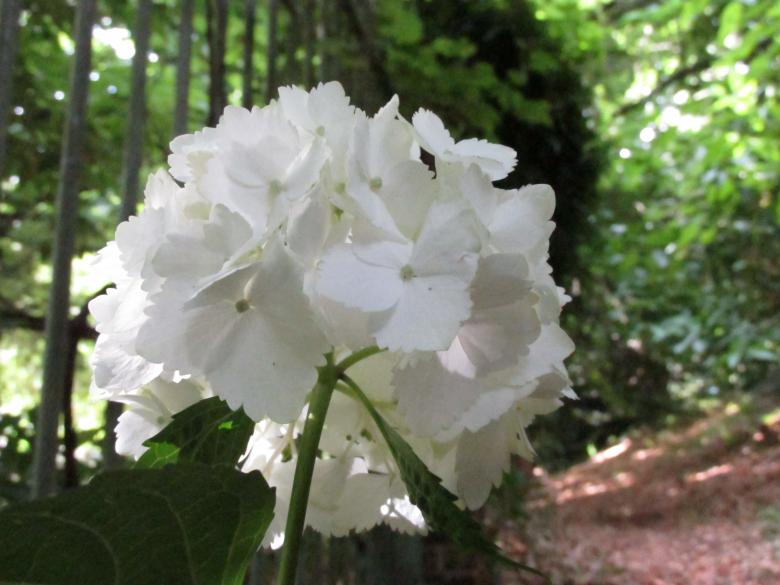 Free stock image of White flowers in nature created by Michiru Maeda