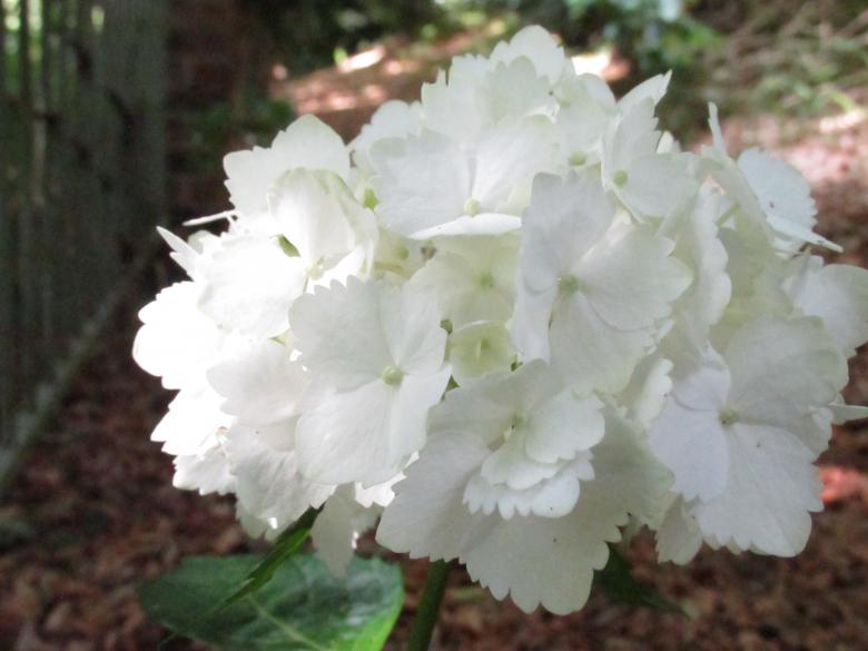 Free stock image of White flowers closeup created by Michiru Maeda
