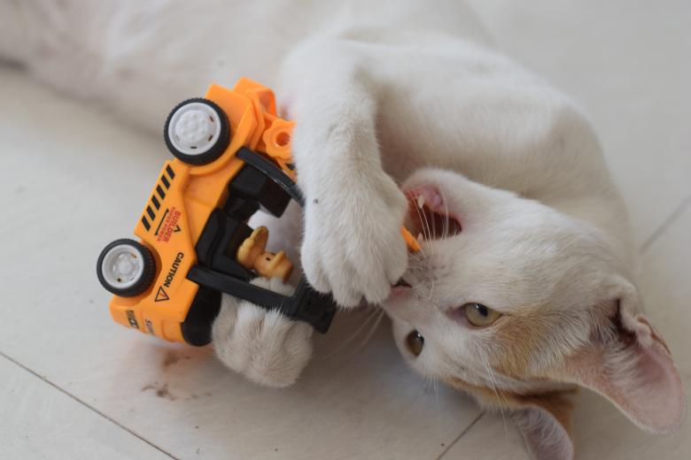 Free stock image of Cat Playing created by Hari Roy