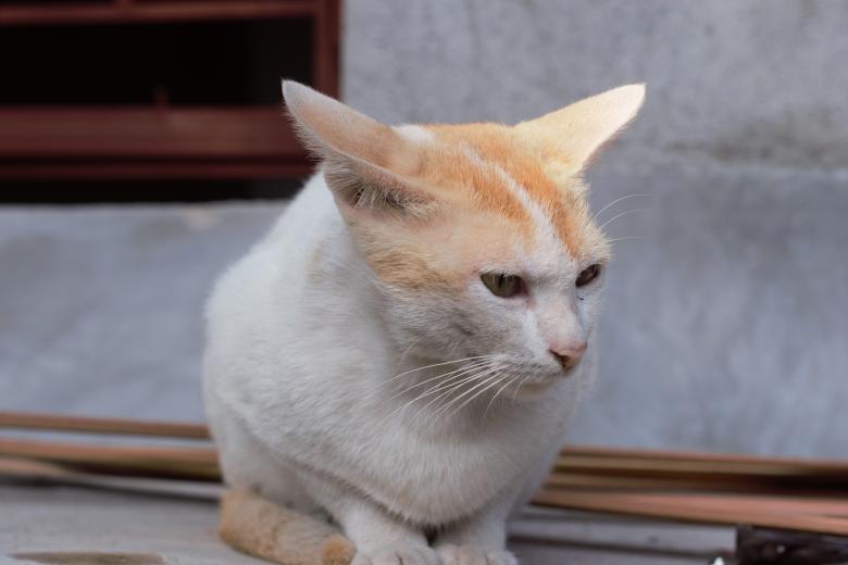 Free stock image of Cute Cat Sitting Outdoors created by Hari Roy