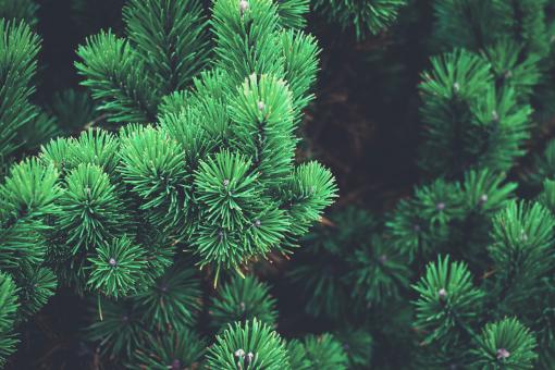 Delicate Pine Needles