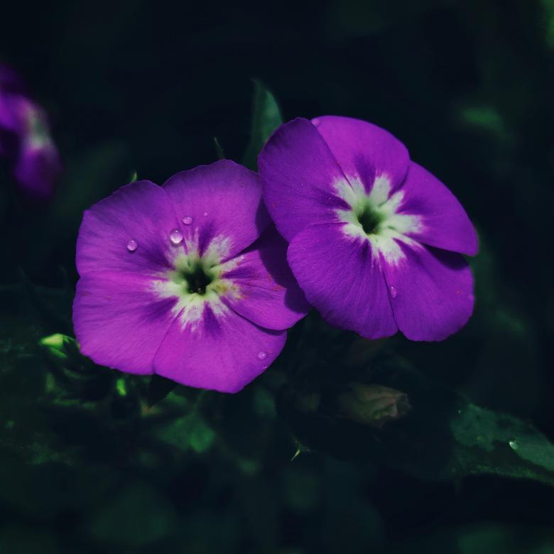 Free stock image of Purple Flower created by kusum