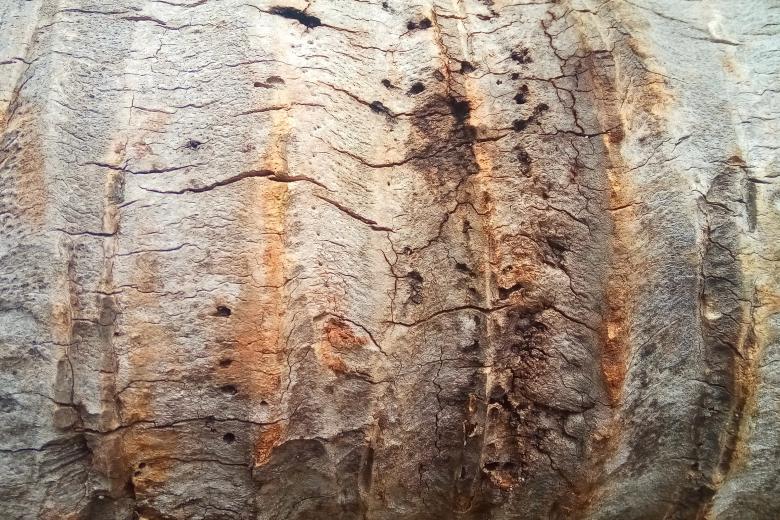 Free stock image of Coconut trunk surface created by Arief Fauzan