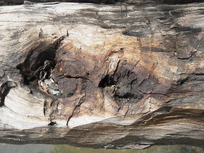 Free stock image of grungy texture of shelled tree trunk surface created by Arief Fauzan