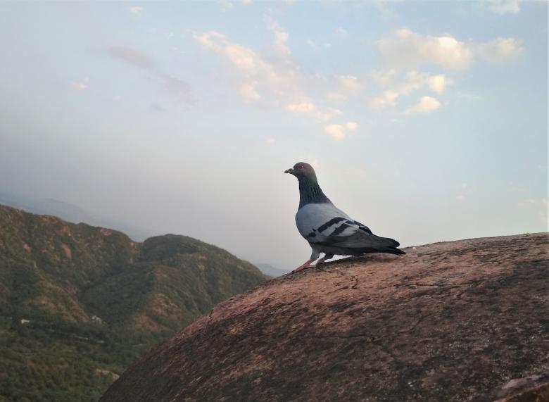Free stock image of Pigeon perched created by kusum
