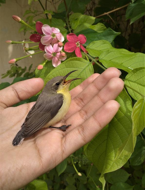 Free stock image of Female purple sunbird created by kusum