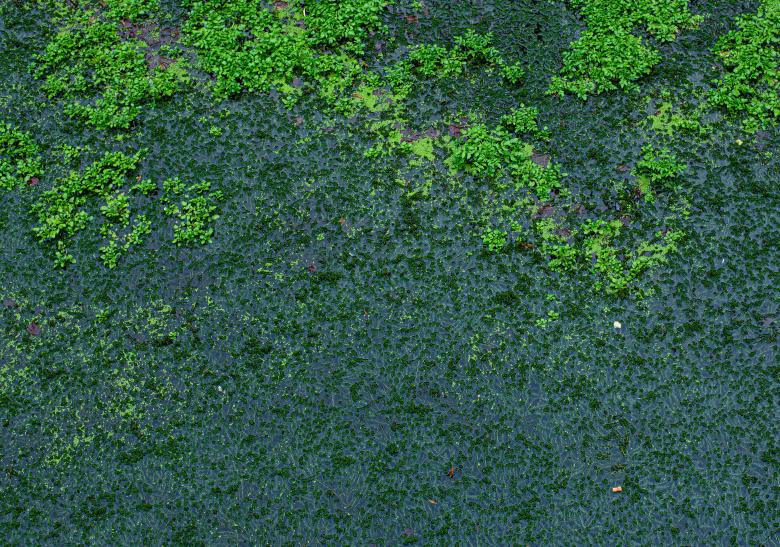 Free stock image of Green mossy surface created by Vladislav