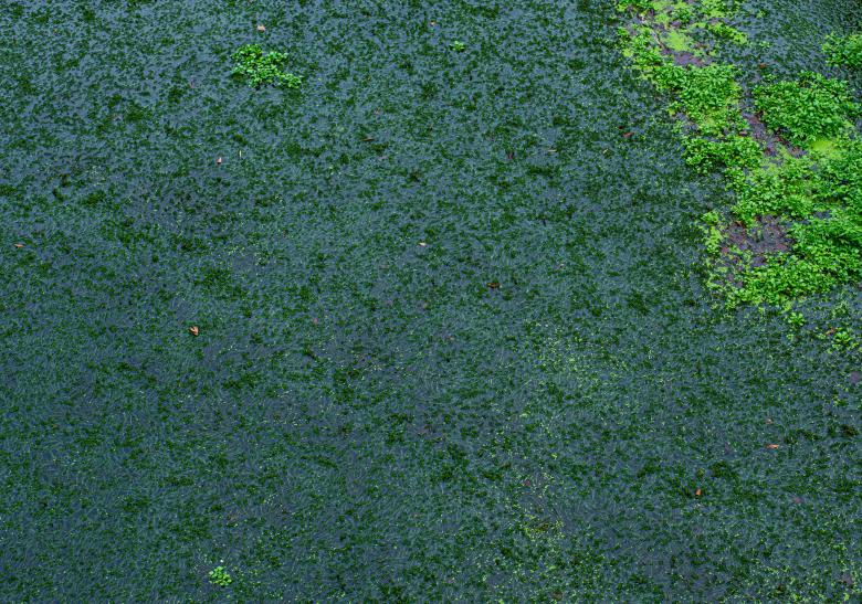 Free stock image of Mossy Green created by Vladislav
