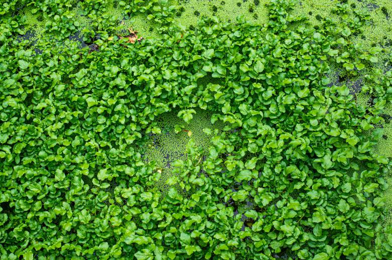 Free stock image of Green leaves texture created by Vladislav