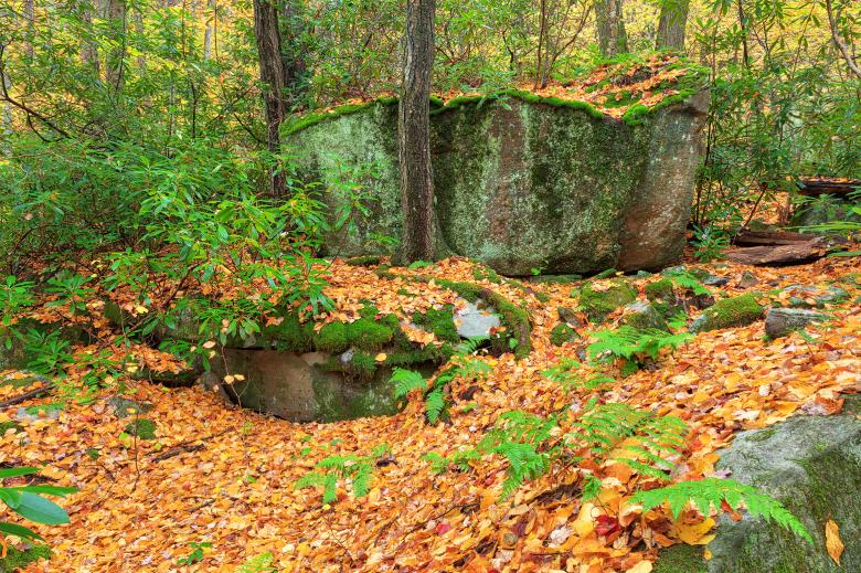 Free stock image of Quehanna Wild Autumn Forest created by Nicolas Raymond