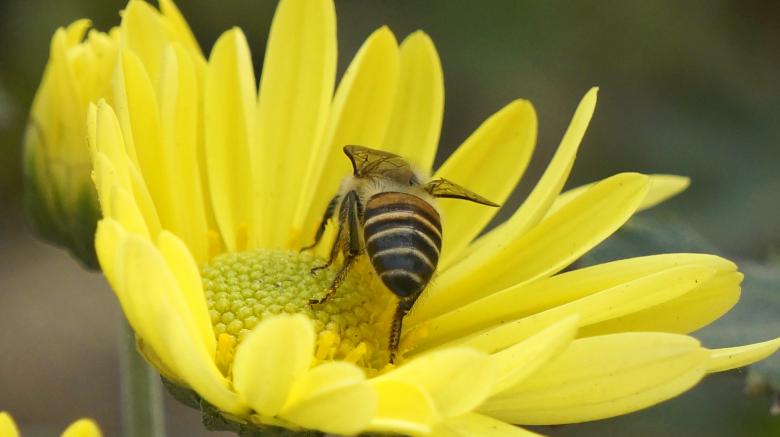 Free stock image of Honey Bee created by Yogeshkumar Singh