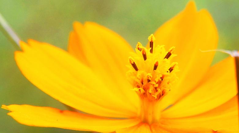 Free stock image of Flowers created by Yogeshkumar Singh