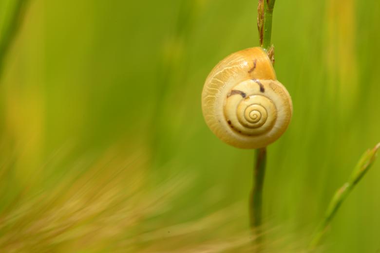 Free stock image of Climbing snail close up created by batuhan Kurt