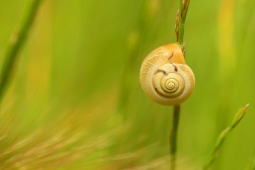 snail - Free Stock Photo