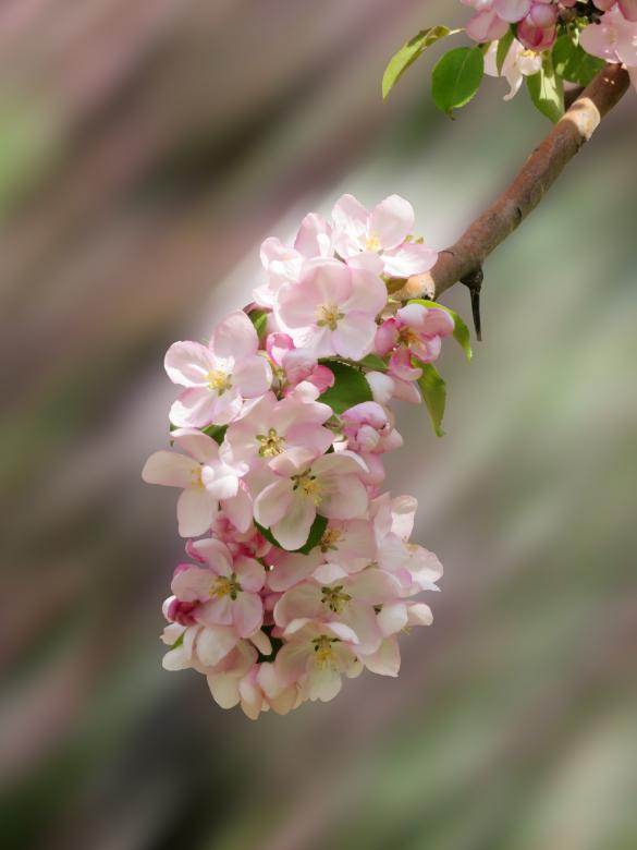 Free stock image of Blooming apple tree spring beautiful day created by Julia Cherkinskaya