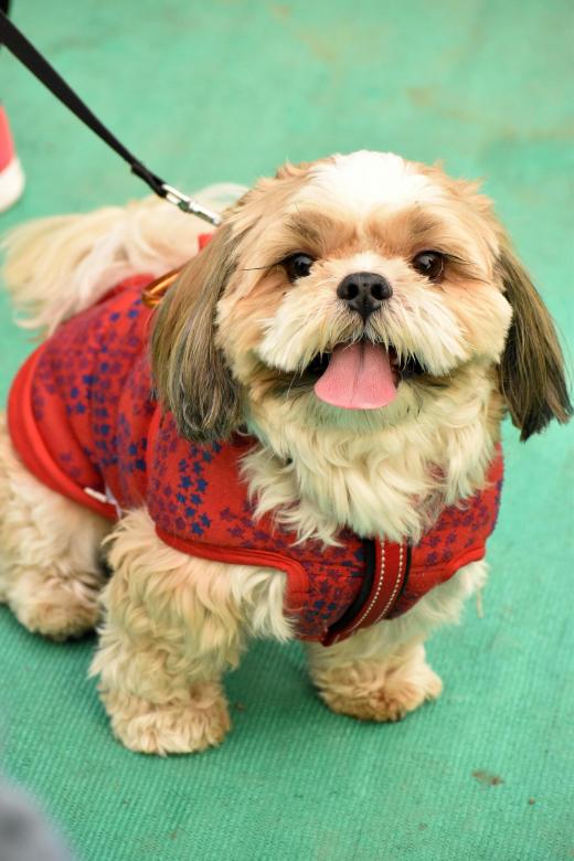 Free stock image of Petfest Okhla Delhi India created by shubham bhatnagar