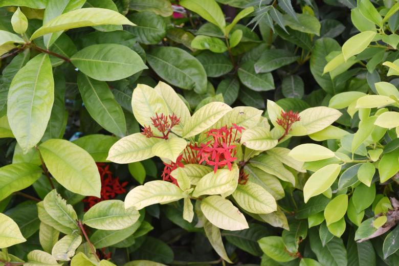Free stock image of Flora leaves created by shubham bhatnagar