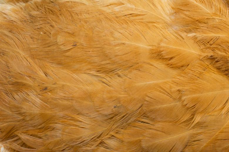Free stock image of Brown Hen Feathers created by Krzysztof Bubel