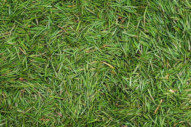 Free stock image of green spruce needles created by Krzysztof Bubel