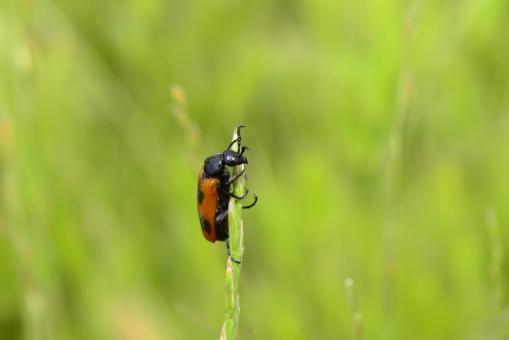 Climbing insect - Free Stock Photo