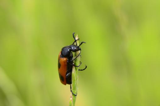 Macro ınsect - Free Stock Photo