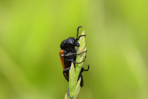 Macro ınsect - Free Stock Photo