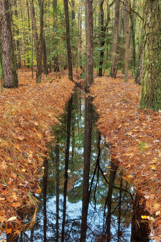Free stock image of Straight Forest Stream - Blackwater Refuge created by Nicolas Raymond