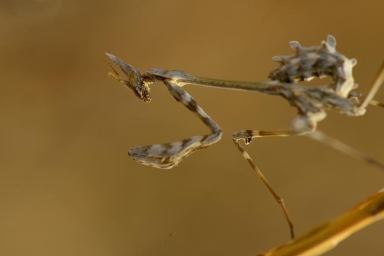 Free stock image of macro life created by batuhan Kurt