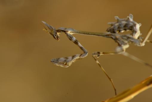 macro life - Free Stock Photo