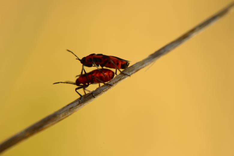 Free stock image of Pair on insects created by batuhan Kurt