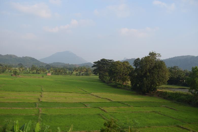 Free stock image of Evening Hunt at the Paddy field created by SK