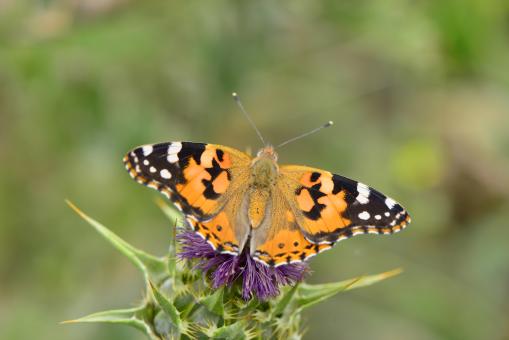 butterfly on flower - Free Stock Photo