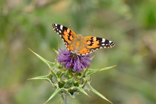 Butterfly on flower - Free Stock Photo