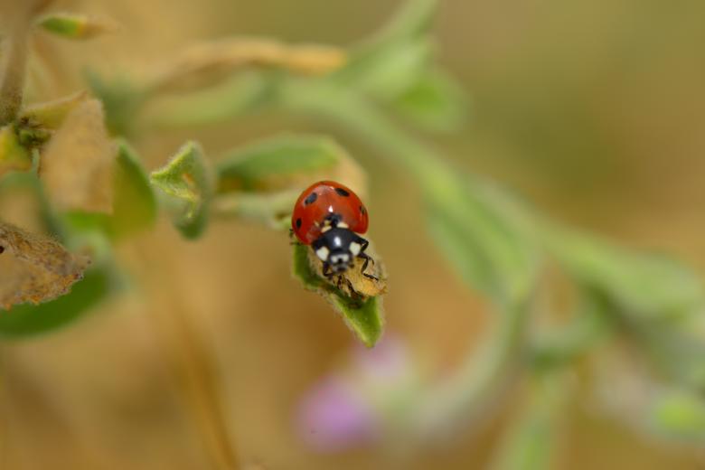 Free stock image of Macro Ladybug created by batuhan Kurt