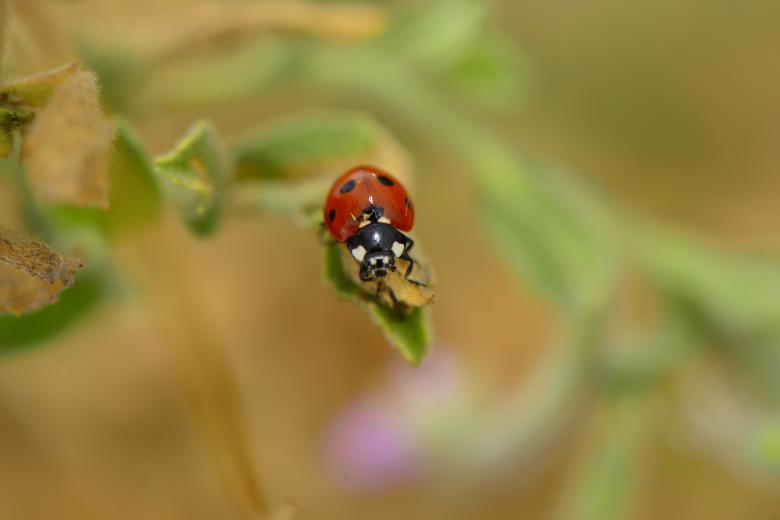 Free stock image of Macro ladybug created by batuhan Kurt