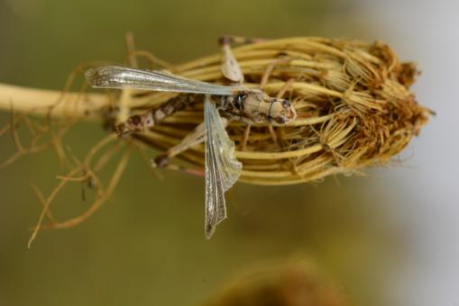 Close up insect - Free Stock Photo
