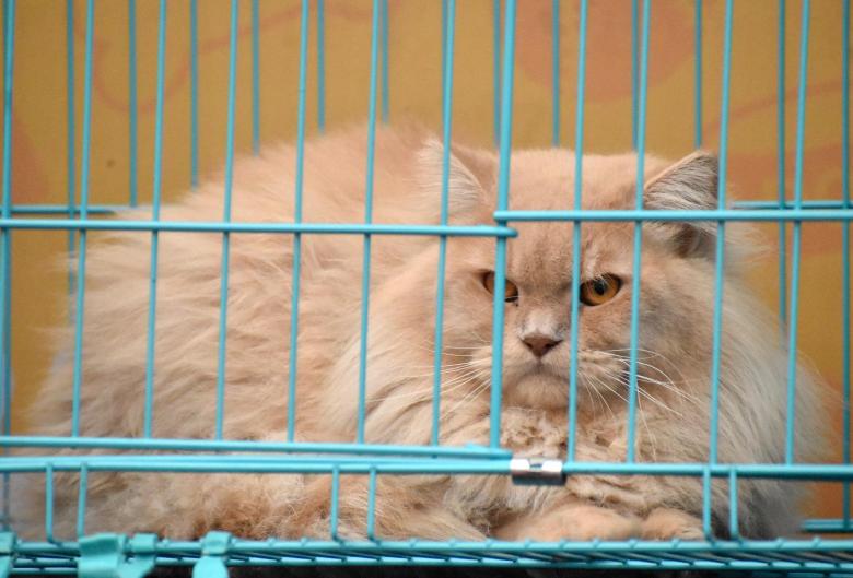 Free stock image of Cat fest picture created by shubham bhatnagar